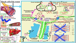 ANTIHELMINTHICS AnthelminticsPart 2Pyrantel Pamoate Levamisole Bephenium [upl. by Arodoet765]