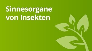 Insekten und ihre Sinnesorgane  Biologie  Biologie der Tiere Mittelstufe [upl. by Enyaj]