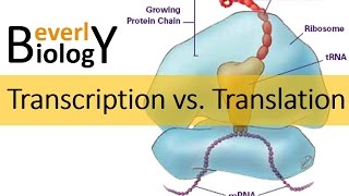 Transcription vs Translation [upl. by Berfield]