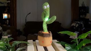 Wiggly Dancing Cactus [upl. by Aniuqal]