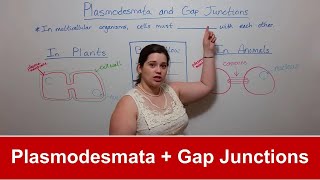 Plasmodesmata and Gap Junctions [upl. by Frank254]