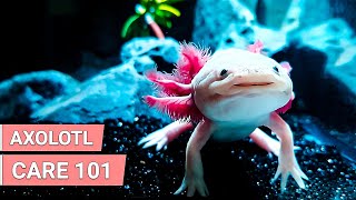 How Axolotls Make Great Pets  Axolotls Care Guide [upl. by Dario505]