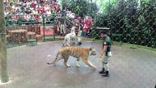 awesome tiger show and education taman safari indonesia [upl. by Auhsuoj]