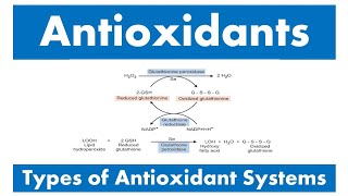 Antioxidants and Types of antioxidant systems [upl. by Oner869]