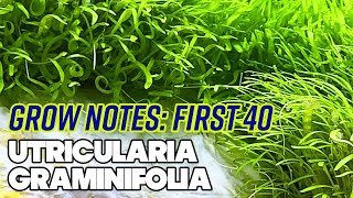 Utricularia Graminifolia UG  First 40 Days  Grow Notes  4 Gallon Nano Planted Tank [upl. by Yellat606]