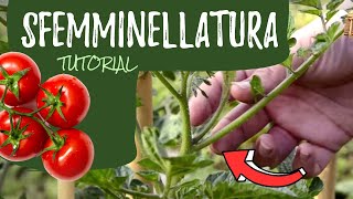 Sfemminellatura dei pomodori ecco come fare [upl. by Georgiana]