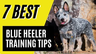 7 Blue Heeler Puppy Training Tips  Australian Cattle Dog Training [upl. by Letnahc]