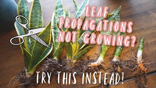 Snake Plant Propagation  This Method works BETTER and FASTER than Leaf Cuttings [upl. by Rairb]