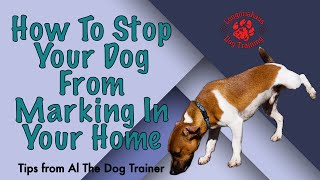 How To Stop Your Dog From Marking In Your Home  Tips From Al The Dog Trainer [upl. by Cohberg]