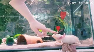 Axolotl likes being pet [upl. by Zumwalt]