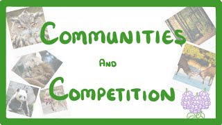 GCSE Biology  Interdependence  Community and Competition 84 [upl. by Erdah]