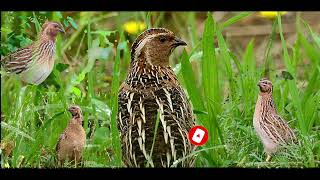 Batair Sound Common Quail Sound صدای بودنه [upl. by Htebazle]