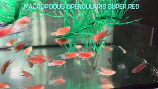 Macropodus opercularis SUPER RED [upl. by Euqinom]