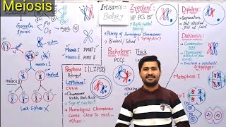 Meiosis Process and stages of Meiosis  meiosis class 12 by irtisams biology [upl. by Kessiah]