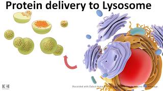 Protein trafficking to lysosome [upl. by Gnauq]