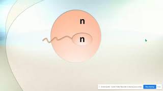 Haploid vs Diploid amp Homologous Chromosomes [upl. by Mortimer339]