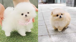 Cutest Teacup Pomeranian Puppies Compilation 2 [upl. by Adnwahsat59]