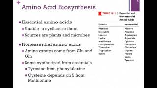 135Overview of Amino Acid Biosynthesis [upl. by Oscar]