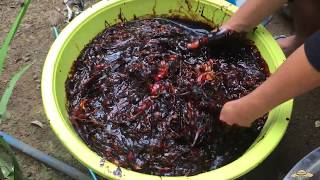 v87 Making Homemade BioFertilizer Step by Step Using FISH Parts  Pampataba ng Tanim at Lupa [upl. by Rahs]