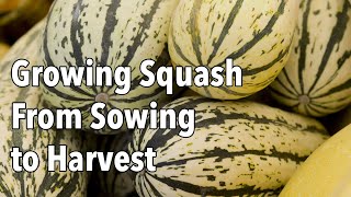 Growing Squash from Sowing to Harvest [upl. by Seth]