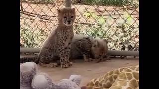 Cute Cheetah Cub Chirping [upl. by Arola630]