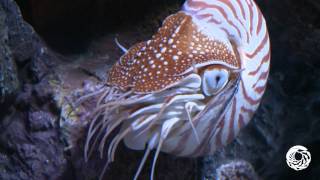 The Chambered Nautilus A Living Link With the Past [upl. by Irvine999]