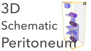 Peritoneum  3D Schematic Anatomy amp Relations [upl. by Anitel]