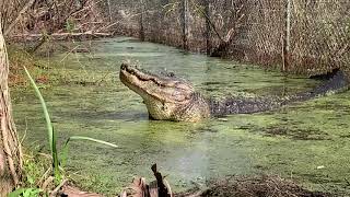 DRAGON SOUNDS  Alligator bellowing [upl. by Africa]