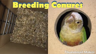 Breeding Conures [upl. by Ahsatel]