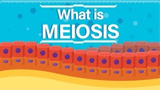 What is Meiosis  Animated Explanation [upl. by Blasius820]