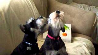 Mini Schnauzer Howl Duke and Duchess [upl. by Karlik2]