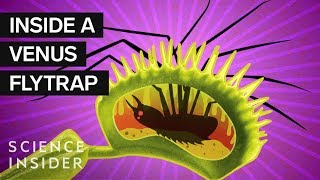 Whats Inside A Venus Flytrap [upl. by Eirffej]