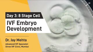 IVF Embryo DevelopmentDay 3  Embryo Journey 8 Cell Stage  Time Lapse Imaging Part 3 Dr Jay Mehta [upl. by Enelyw688]