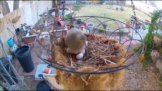 Mourning Doves Nesting [upl. by Mickey]