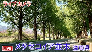 ライブカメラ メタセコイア並木 滋賀マキノ町 Live camera Metasequoia treelined road Shiga Makino Town [upl. by Eelahs609]