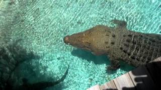 16 ft Saltwater Crocodile Jumping for Hat [upl. by Spitzer]