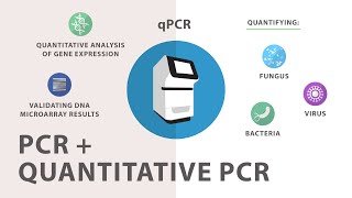 3 Polymerase Chain Reaction PCR  Quantitative PCR qPCR [upl. by Naugal]