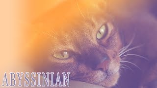 Ideal Companion Abyssinian  Cat Breeding Videos [upl. by Otsirc]