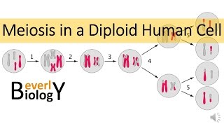 Meiosis in Human Cells [upl. by Eiznekcam418]