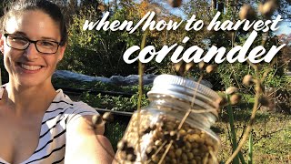 When amp How to Harvest Coriander Cilantro Seed  DryingStoring Tips [upl. by Grenier205]