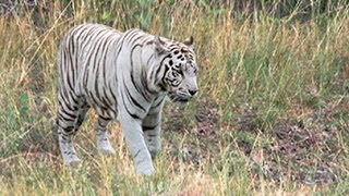 WHITE TIGERS IN THE WILD [upl. by Chester]