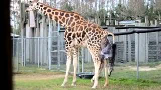 Giraffes Giving Birth at Zoo [upl. by Brackely]