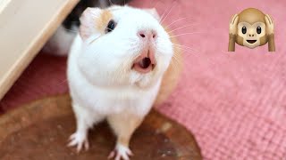 Guinea Pig MEGA Squeak and Noises Compilation [upl. by Godber]