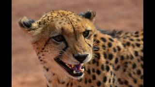 Cheetah Sound Effect [upl. by Acila]