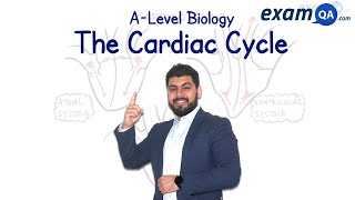 The Cardiac Cycle  ALevel Biology [upl. by Keavy]