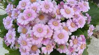 How to grow and care for Paricallis Hybrida Florists Cineraria [upl. by Ennaoj895]