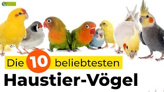 Die 10 beliebtesten HaustierVogelarten [upl. by Onra781]