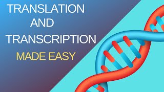 Basic Steps of Translation and Transcription [upl. by Teahan]