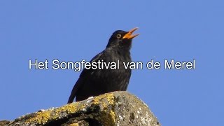 Het Songfestival van de Merel [upl. by Naibaf58]