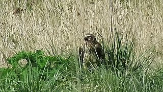 Northern Harrier Call  Circus cyaneus [upl. by Aneris]